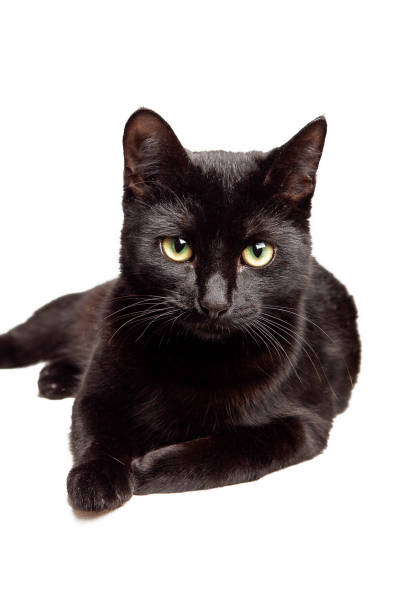 istock Black cat on white background. Domestic cat lying and looking straight at the camera 2197561598