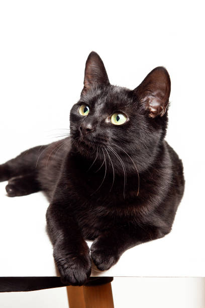 istock Black cat on white background. Domestic cat lying and looking up 2197561602