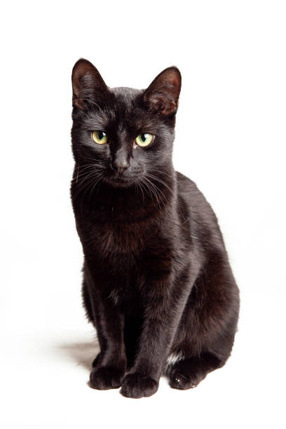 istock Black cat with green eyes isolated on white background looking at the camera, studio shot 2197561609