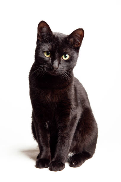 istock Black cat with green eyes isolated on white background looking at the camera, studio shot 2197561610