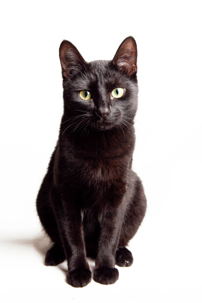 istock Black cat with green eyes isolated on white background looking at the camera, studio shot 2197561622