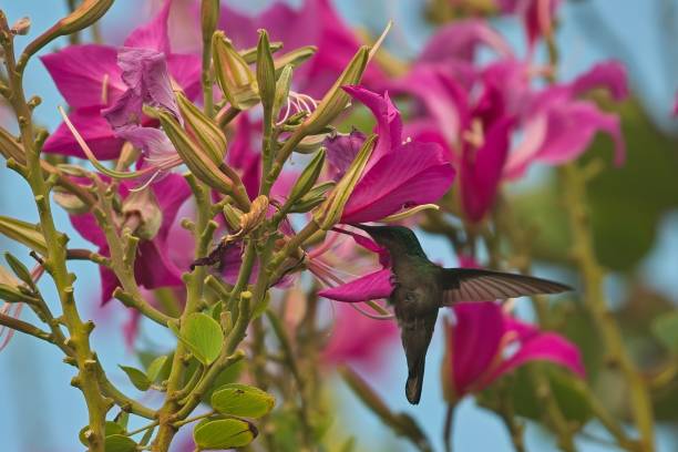istock Antillean Crested Hummingbird 10 2197561982