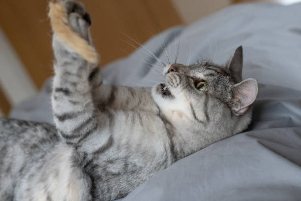 istock Cute cat playing with a toy 2197562311