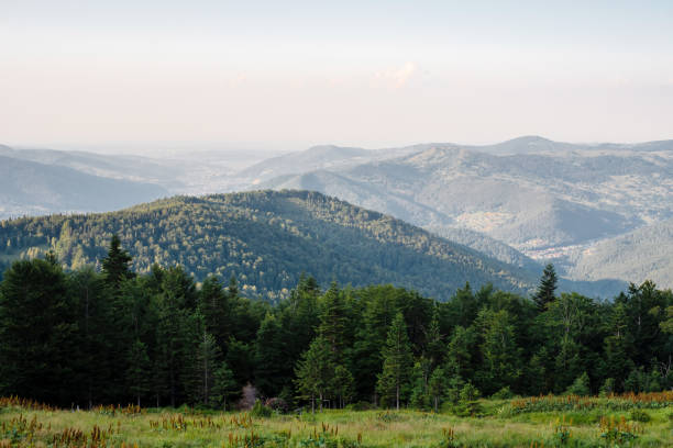Scenic view of lush green mountains under a clear sky, with dense forests covering the slopes and a distant valley visible in the background.