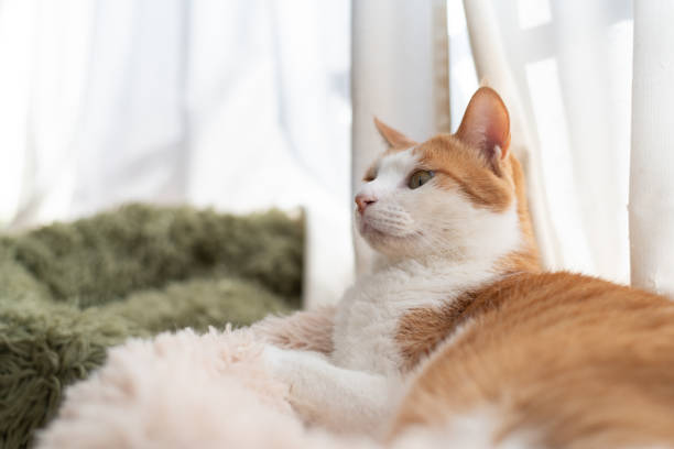 istock Cute cat relaxing by the window 2197562878