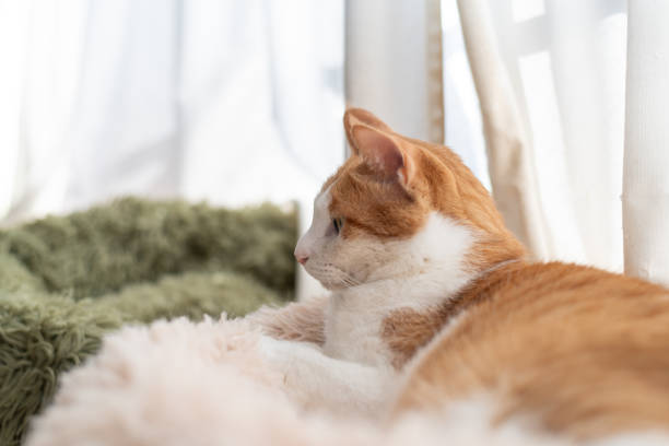 istock Cute cat relaxing by the window 2197562928