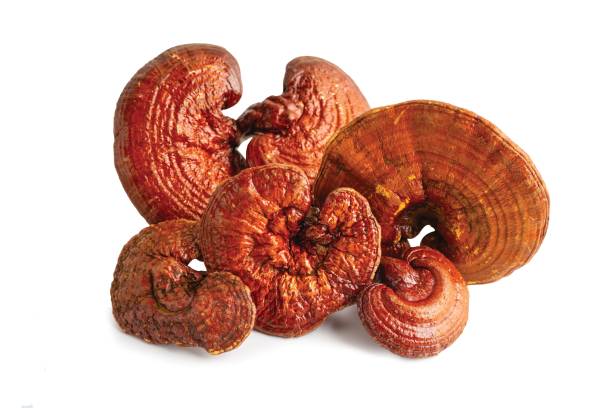 istock Lingzhi or Reishi mushroom isolated on white background with clipping path. 2197563242