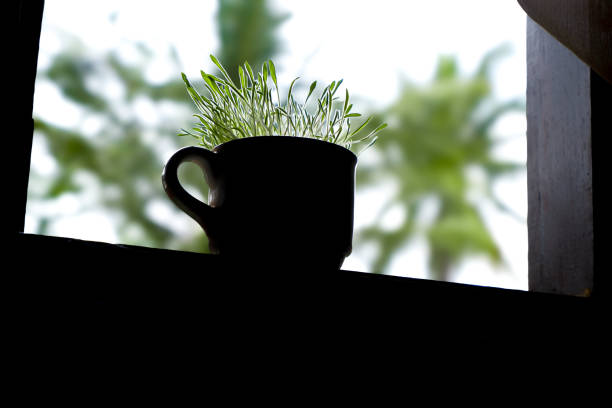 A unique photograph featuring fresh green sprouts growing inside a classic coffee mug, set against a beautifully blurred natural background. This concept symbolizes growth, sustainability, and creativity in repurposing everyday items. Perfect for graphic design, eco-friendly blogs, or marketing materials related to nature and sustainable living.