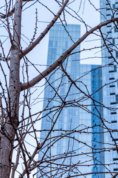 istock View to a skyscraper through the branches of a tree 2197563959