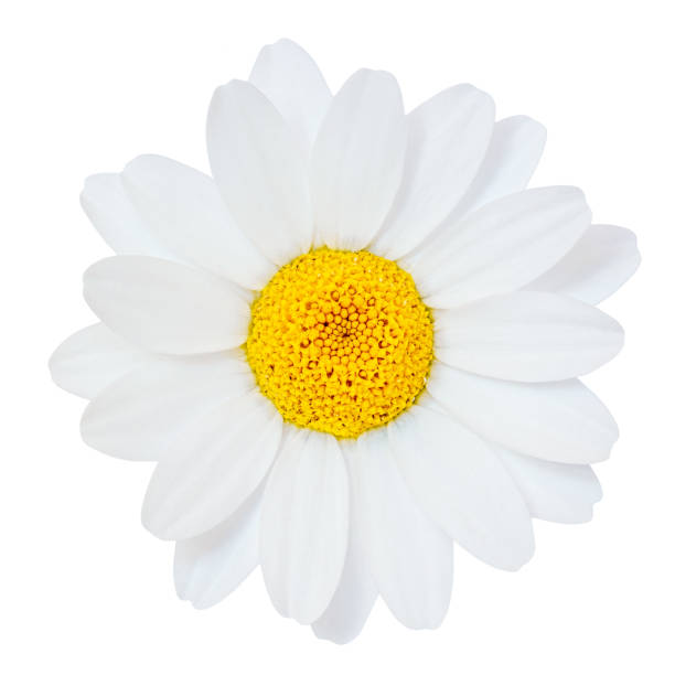 istock Chamomile or camomile flower isolated on white background. Daisy (Marguerite) flower closeup. Package design element 2197564606