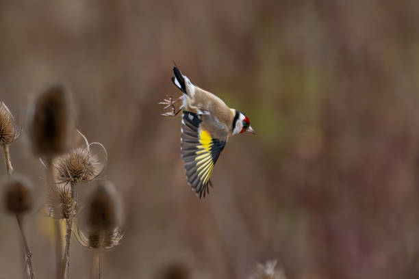 istock Battles of the goldfinches 2197568392