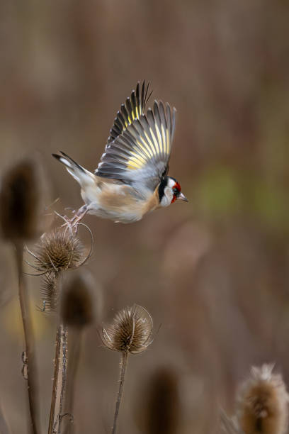 istock Battles of the goldfinches 2197568393