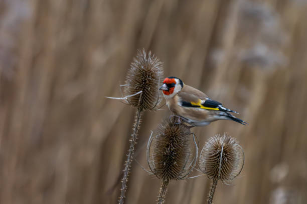 istock Battles of the goldfinches 2197568404