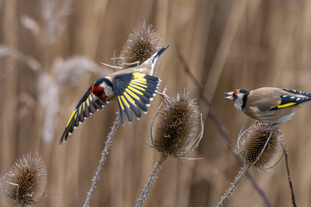 istock Battles of the goldfinches 2197568405