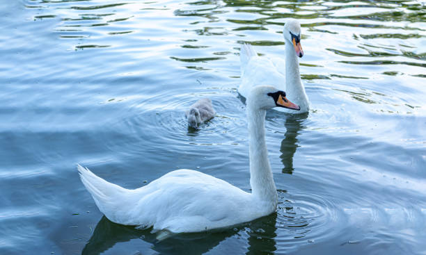 istock Two White Swans Swimming in Calm Blue Lake 2197568517