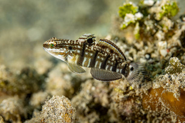 Whitebarred Goby Amblygobius phalaena occurs in the tropical Pacific Ocean from the Philippines to the Society Islands, north to Ryukyu Islands, south to southern Australia (including Lord Howe Island) and Rapa Island and throughout Micronesia in a depth range from 2-52m, but usually not deeper than 20m, max. length 15cm. \nThe monogamous species lives solitary or in pairs, feeding by sifting mouthfuls of sand and expelling it through the gills, to capture small invertebrates, organic matter, and large quantities of algae. \nAdults inhabit coastal reefs and lagoons on sand and rubble margins of algal reefs and sometimes near seagrass beds. \nLembeh Strait, Indonesia,\n1°27'33.36 N 125°13'52.734 E at 2m depth