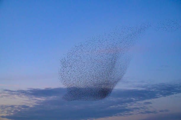 istock Starling murmuration during sunset at the end of the day 2197569277