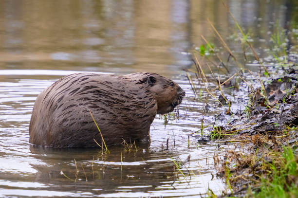 istock Beaver in the wild feeding and cleaing its fur 2197569307