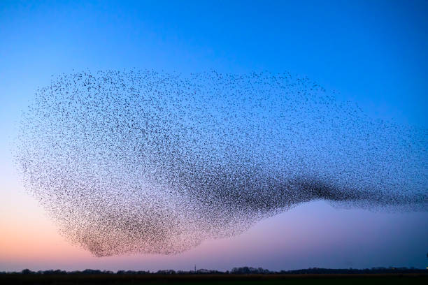 istock Starling murmuration during sunset at the end of the day 2197569337