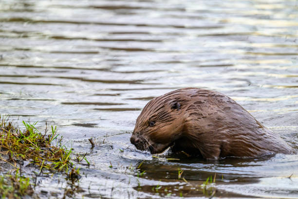 istock Beaver in the wild feeding and cleaing its fur 2197569385