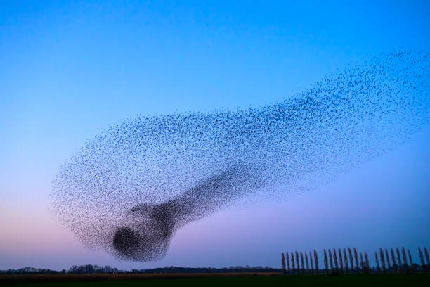 istock Starling murmuration during sunset at the end of the day 2197569400