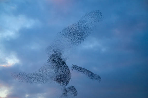 istock Starling murmuration during sunset at the end of the day 2197569409