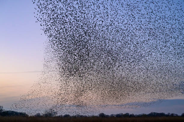 istock Starling murmuration during sunset at the end of the day 2197569440