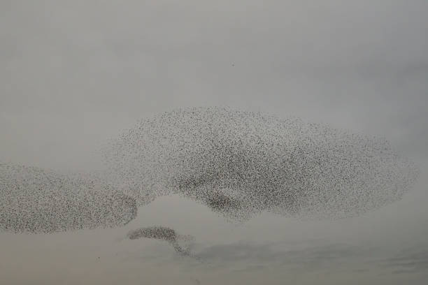 istock Starling murmuration during sunset at the end of the day 2197569454