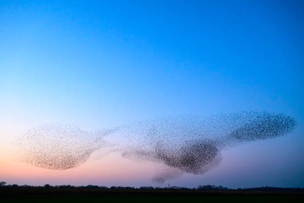 istock Starling murmuration during sunset at the end of the day 2197569470