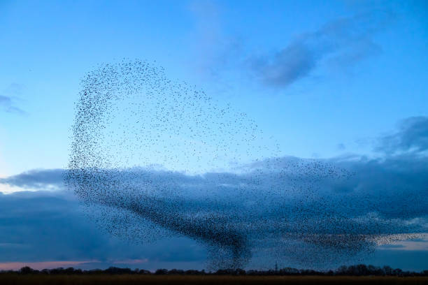istock Starling murmuration during sunset at the end of the day 2197569510
