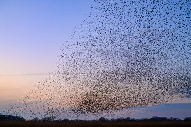 istock Starling murmuration during sunset at the end of the day 2197569531