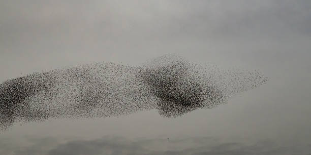 istock Starling murmuration during sunset at the end of the day 2197569540