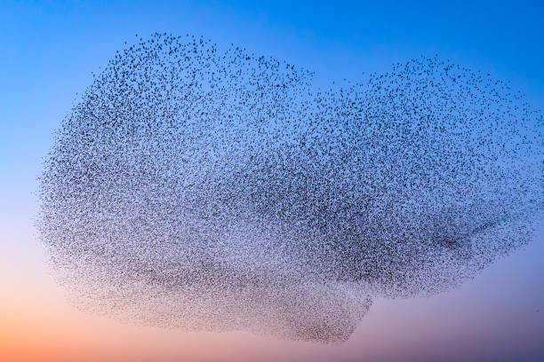 istock Starling murmuration during sunset at the end of the day 2197569552