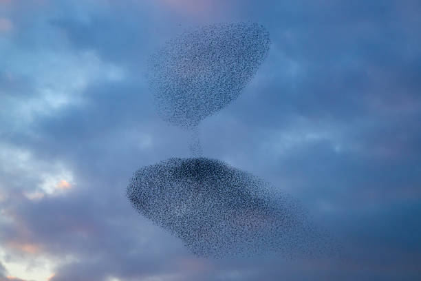 istock Starling murmuration during sunset at the end of the day 2197569558