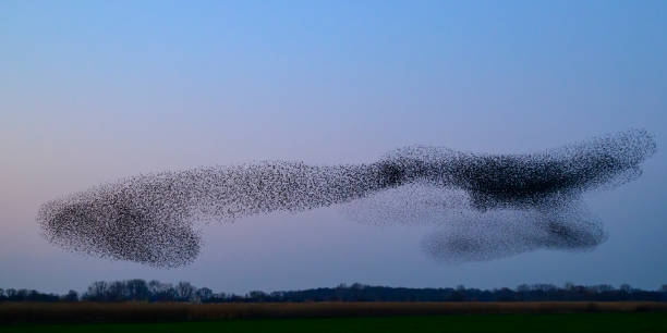 istock Starling murmuration during sunset at the end of the day 2197569572