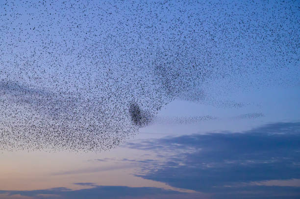 istock Starling murmuration during sunset at the end of the day 2197569627