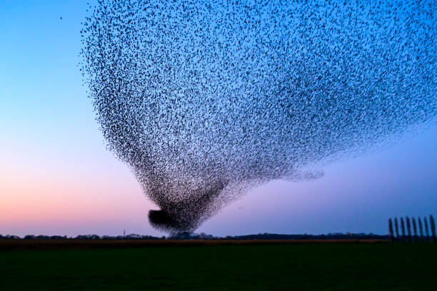istock Starling murmuration during sunset at the end of the day 2197569634