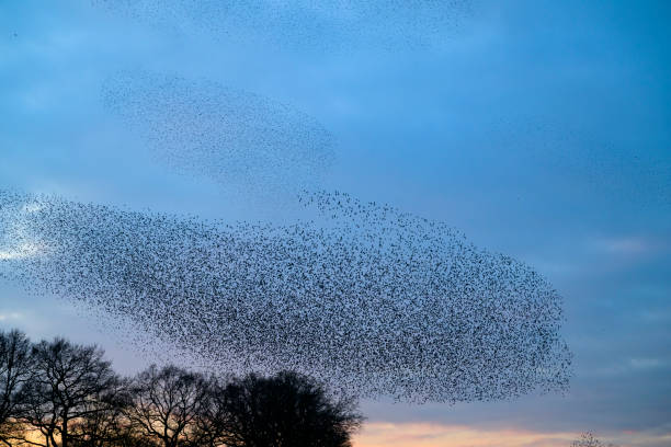 istock Starling murmuration during sunset at the end of the day 2197569694