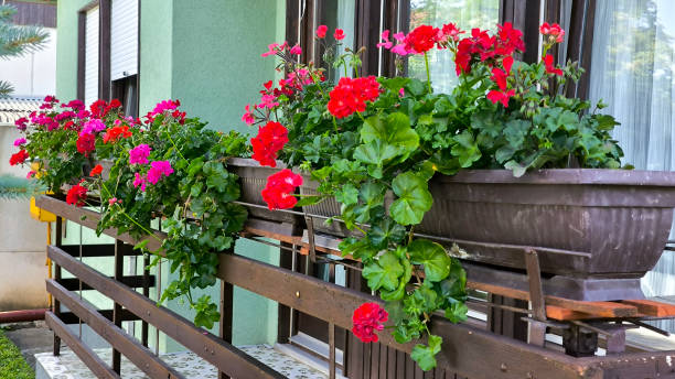 istock colorful blooming geraniums at the balcony 2197569710