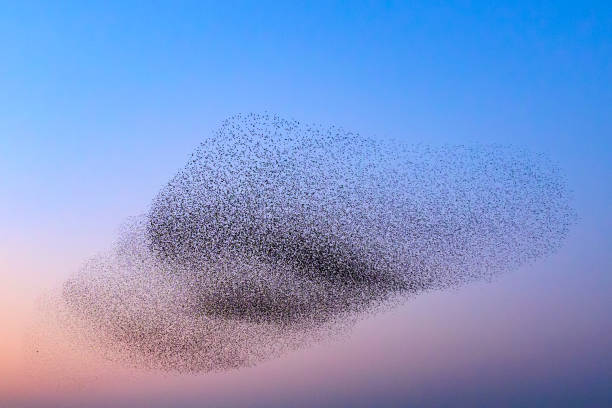 istock Starling murmuration during sunset at the end of the day 2197569724
