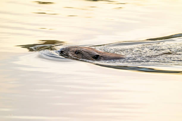 Eurasian beaver (Castor fiber) swimming in the city canal in the city of Zwolle in Overijssel during a winter morning.