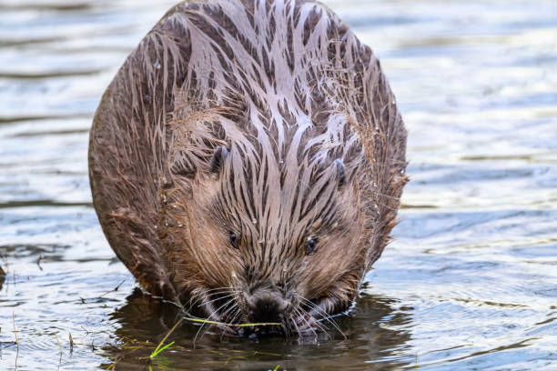 istock Beaver in the wild feeding and cleaing its fur 2197569739