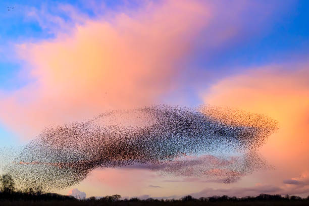 istock Starling murmuration during sunset at the end of the day 2197569744