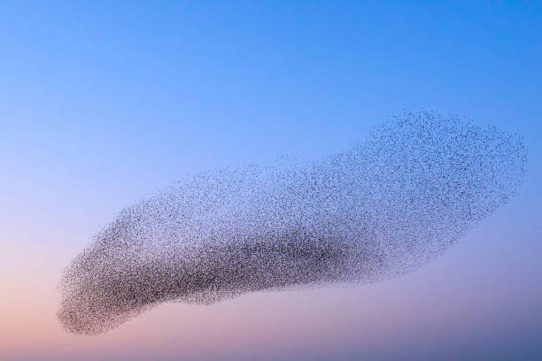 istock Starling murmuration during sunset at the end of the day 2197569764