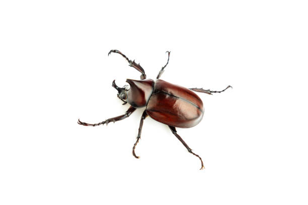 istock Siamese rhinoceros beetle isolated on white background, Stag beetle, Fighting beetle 2197569779