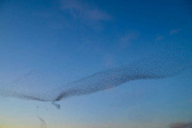istock Starling murmuration during sunset at the end of the day 2197569814