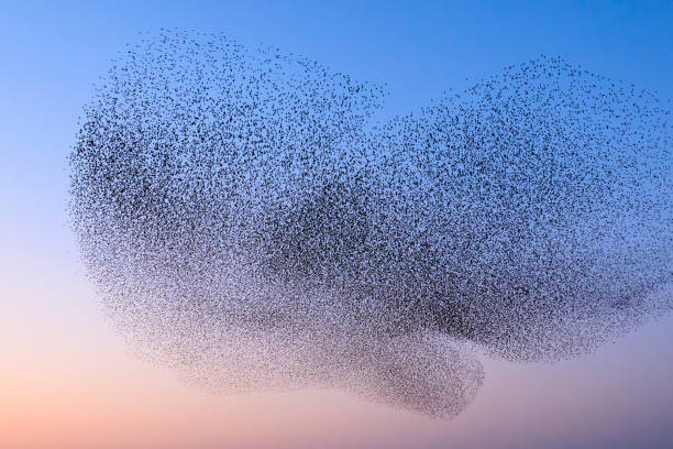 istock Starling murmuration during sunset at the end of the day 2197569816