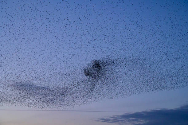 istock Starling murmuration during sunset at the end of the day 2197569823