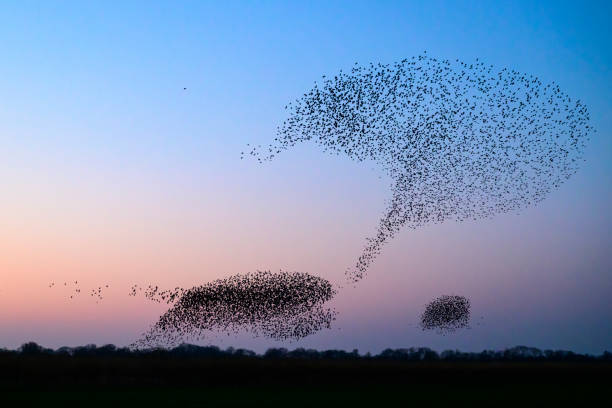istock Starling murmuration during sunset at the end of the day 2197569839