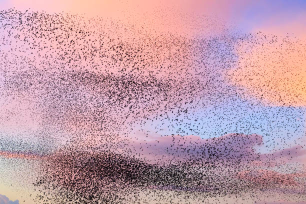istock Starling murmuration during sunset at the end of the day 2197569849